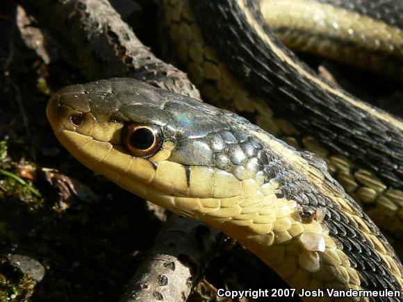 Eastern Gartersnake (Thamnophis sirtalis sirtalis)