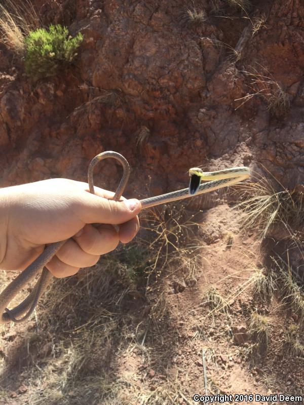 Brown Vinesnake (Oxybelis aeneus)