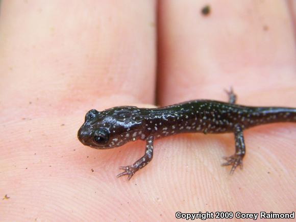 Western Slimy Salamander (Plethodon albagula)