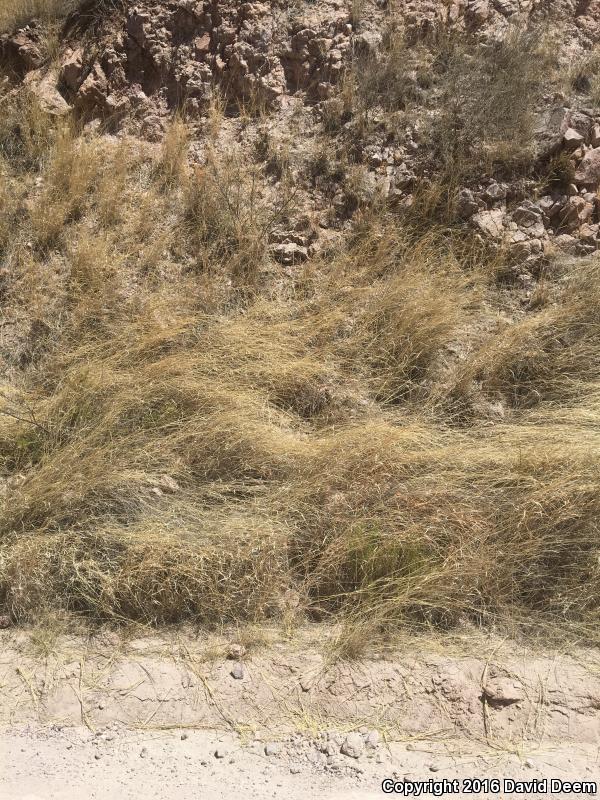 Brown Vinesnake (Oxybelis aeneus)