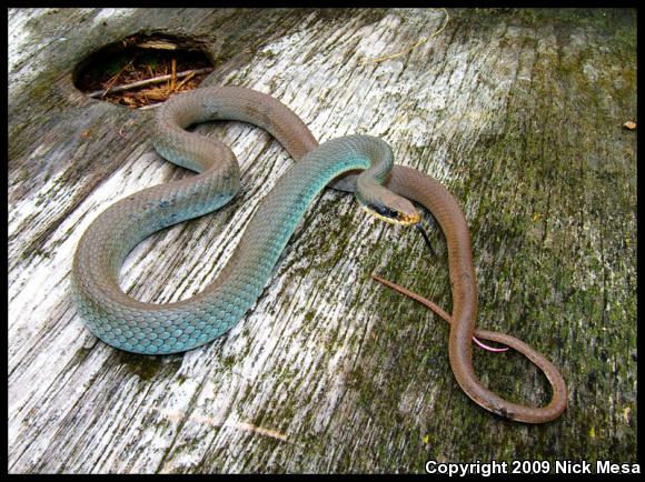 Blue Racer (Coluber constrictor foxii)