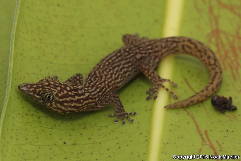 Ashy Gecko (Sphaerodactylus elegans)