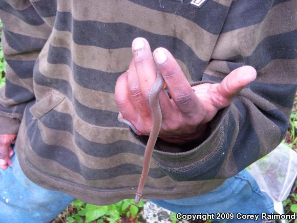 Prairie Ring-necked Snake (Diadophis punctatus arnyi)