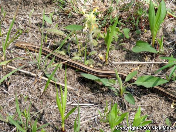 Western Slender Glass Lizard (Ophisaurus attenuatus attenuatus)