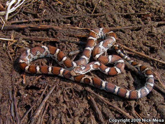 Eastern Milksnake (Lampropeltis triangulum triangulum)