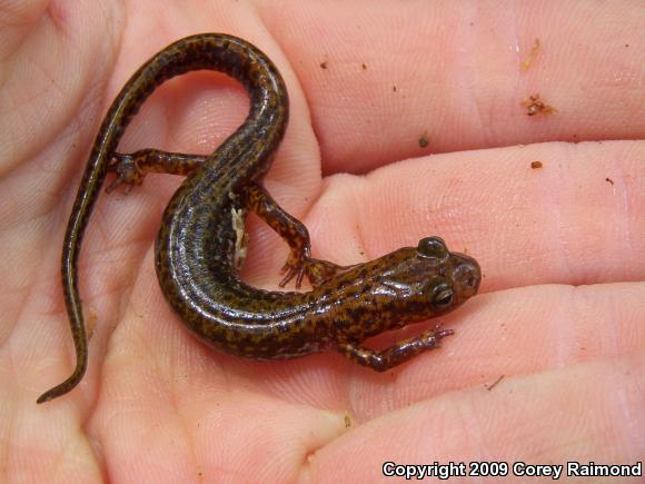 Dark-sided Salamander (Eurycea longicauda melanopleura)