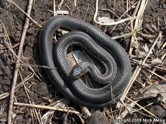 Chicago Gartersnake (Thamnophis sirtalis semifasciatus)