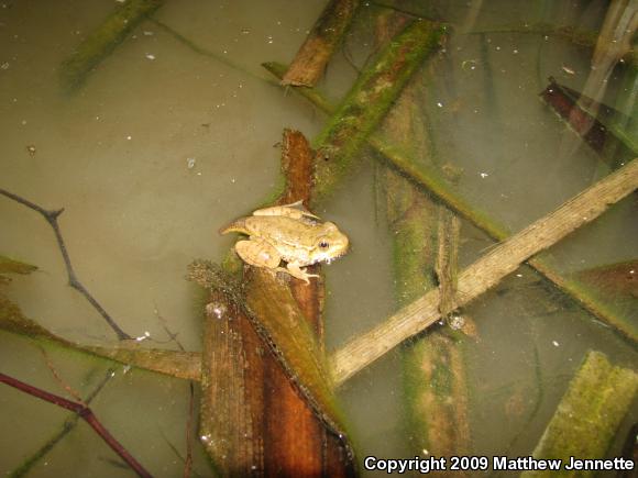 Northern Green Frog (Lithobates clamitans melanota)