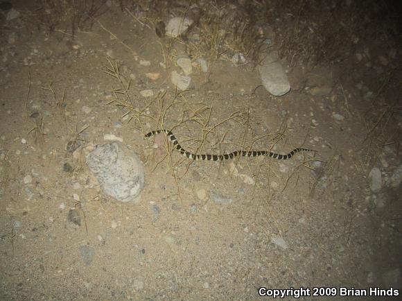 California Kingsnake (Lampropeltis getula californiae)