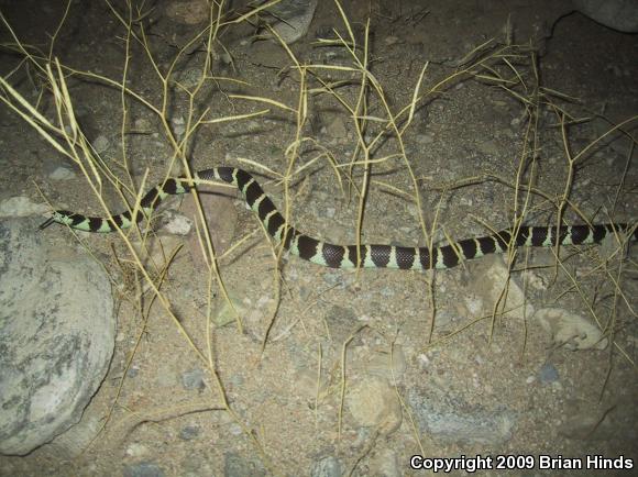 California Kingsnake (Lampropeltis getula californiae)