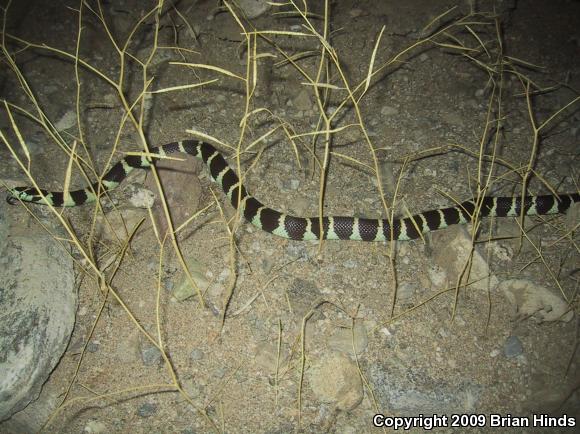 California Kingsnake (Lampropeltis getula californiae)