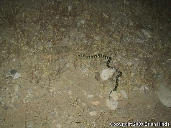 California Kingsnake (Lampropeltis getula californiae)