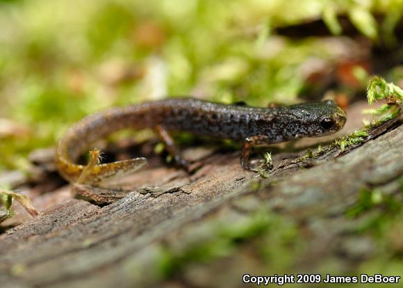 Four-toed Salamander (Hemidactylium scutatum)