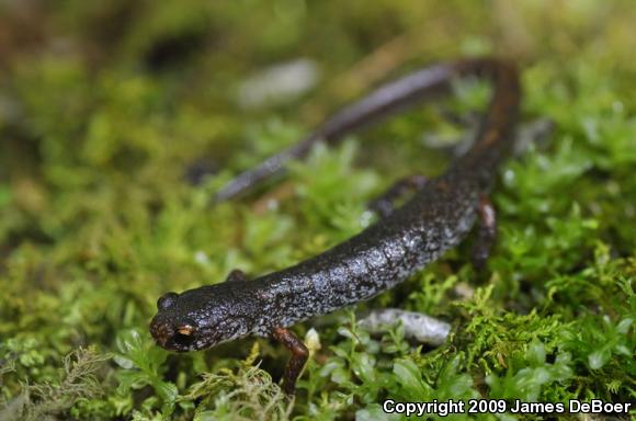 Four-toed Salamander (Hemidactylium scutatum)