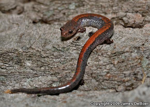 Eastern Red-backed Salamander (Plethodon cinereus)