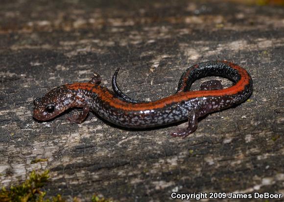 Eastern Red-backed Salamander (Plethodon cinereus)