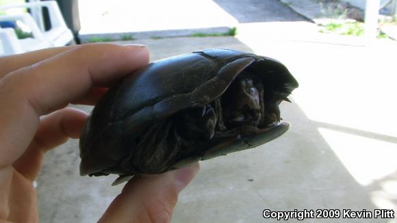 Eastern Mud Turtle (Kinosternon subrubrum subrubrum)