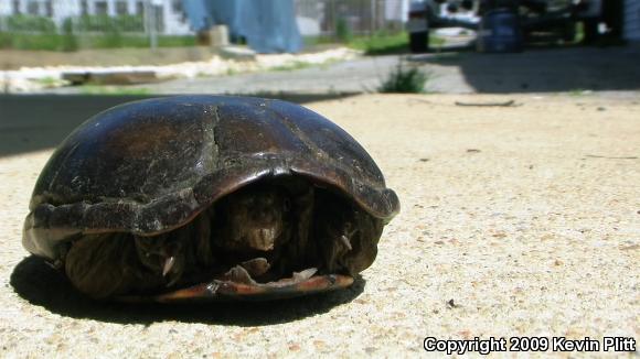 Eastern Mud Turtle (Kinosternon subrubrum subrubrum)