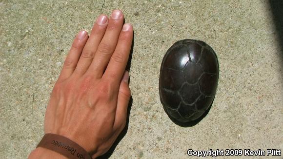 Eastern Mud Turtle (Kinosternon subrubrum subrubrum)