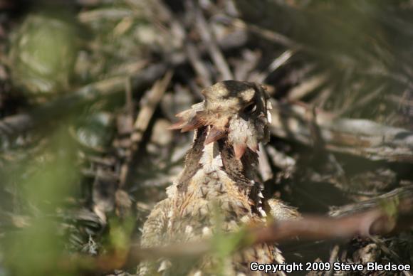 Blainville's Horned Lizard (Phrynosoma blainvillii)