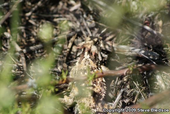 Blainville's Horned Lizard (Phrynosoma blainvillii)