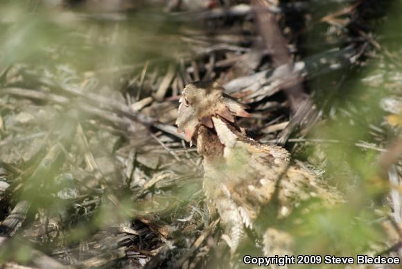 Blainville's Horned Lizard (Phrynosoma blainvillii)