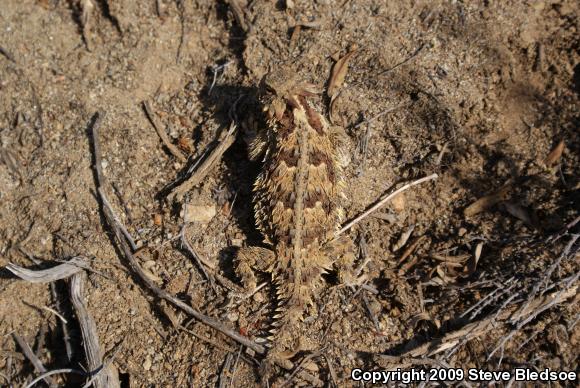 Blainville's Horned Lizard (Phrynosoma blainvillii)