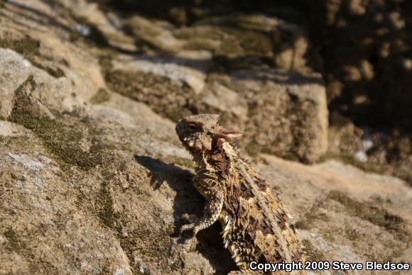 Blainville's Horned Lizard (Phrynosoma blainvillii)