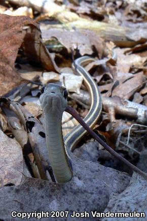 Northern Ribbonsnake (Thamnophis sauritus septentrionalis)