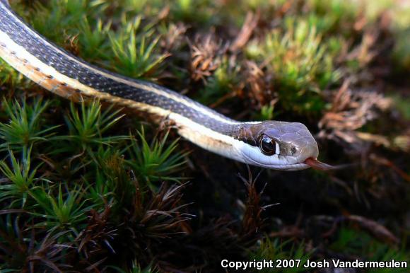 Northern Ribbonsnake (Thamnophis sauritus septentrionalis)