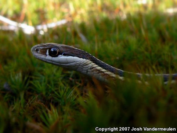 Northern Ribbonsnake (Thamnophis sauritus septentrionalis)