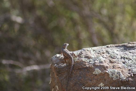 Great Basin Fence Lizard (Sceloporus occidentalis longipes)