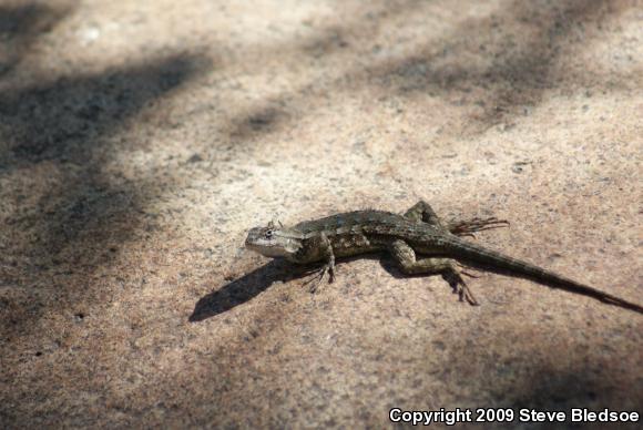 Great Basin Fence Lizard (Sceloporus occidentalis longipes)