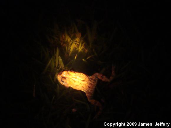 Southern Toad (Anaxyrus terrestris)