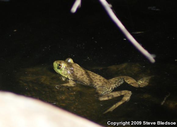 American Bullfrog (Lithobates catesbeianus)