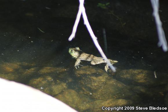 American Bullfrog (Lithobates catesbeianus)