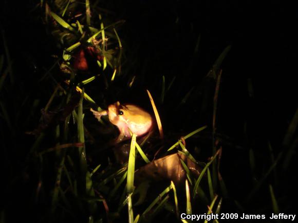 Squirrel Treefrog (Hyla squirella)