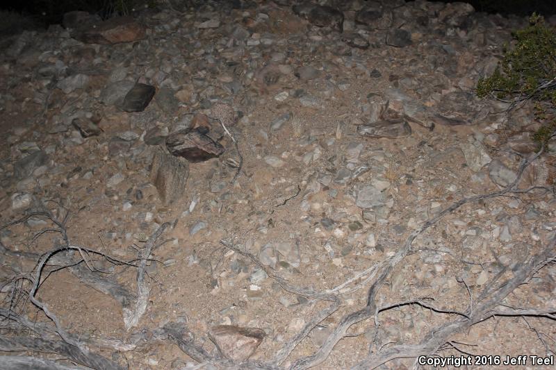 Mexican Rosy Boa (Lichanura trivirgata trivirgata)