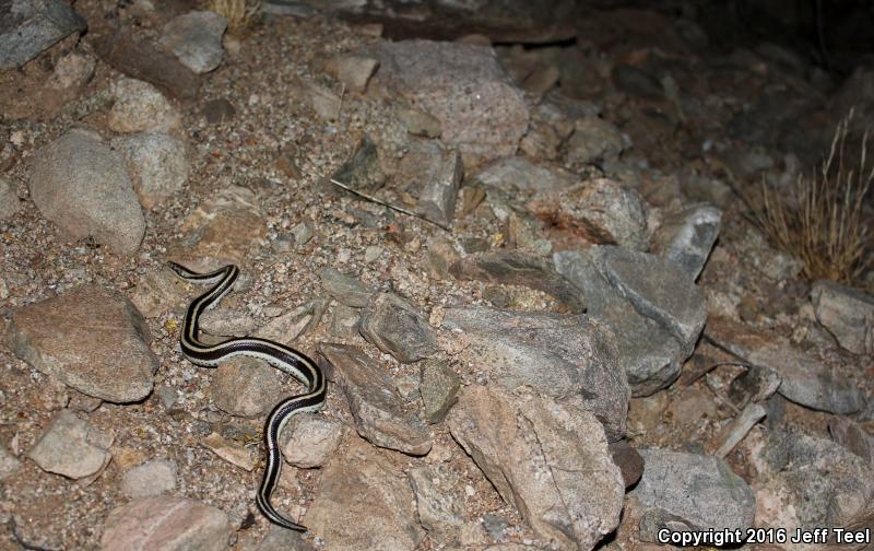 Mexican Rosy Boa (Lichanura trivirgata trivirgata)