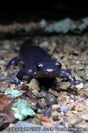 Blue-spotted Salamander (Ambystoma laterale)