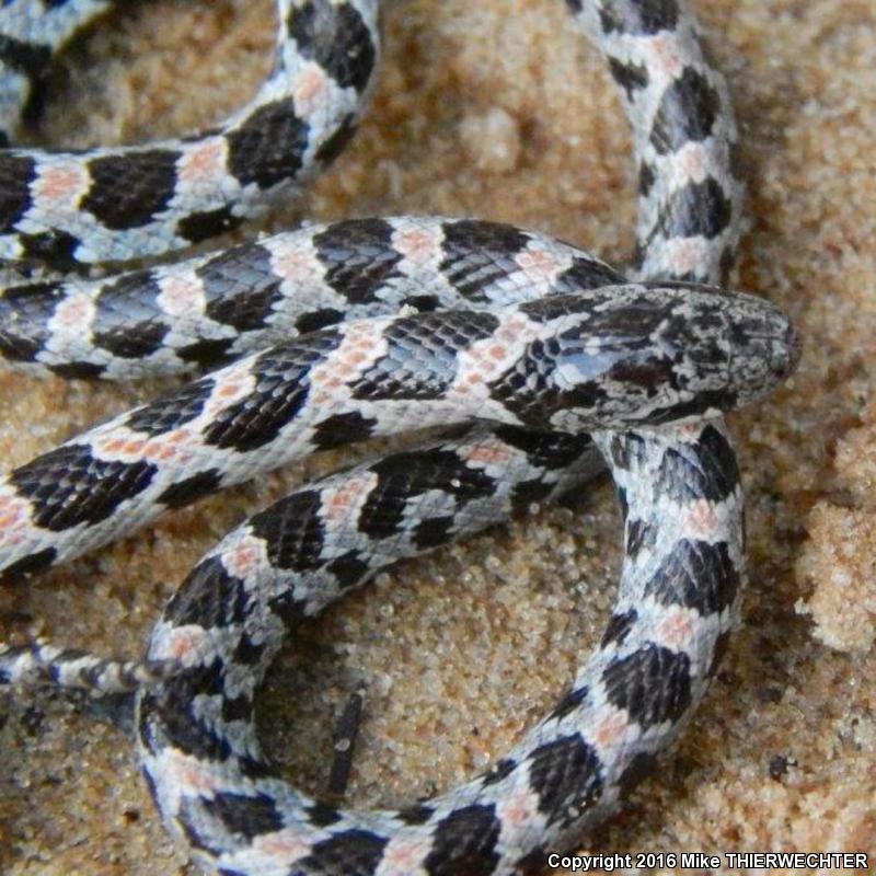 Short-tailed Snake (Lampropeltis extenuata)