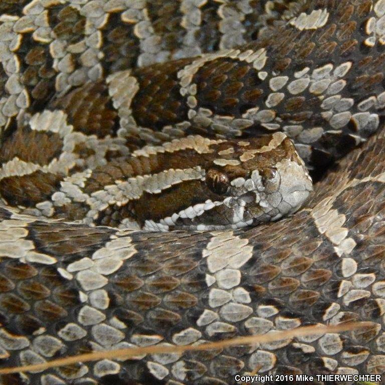 Eastern Massasauga (Sistrurus catenatus catenatus)