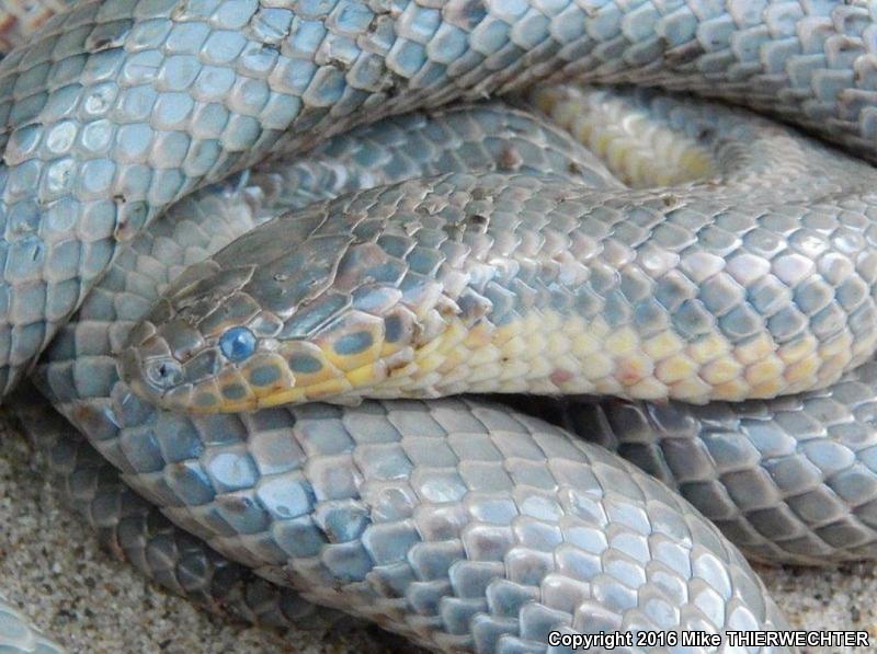 Common Rainbow Snake (Farancia erytrogramma erytrogramma)