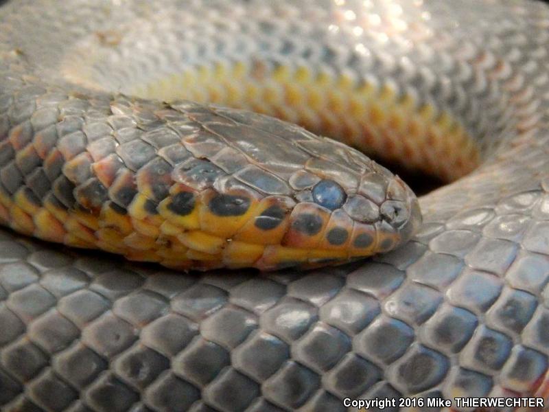 Common Rainbow Snake (Farancia erytrogramma erytrogramma)