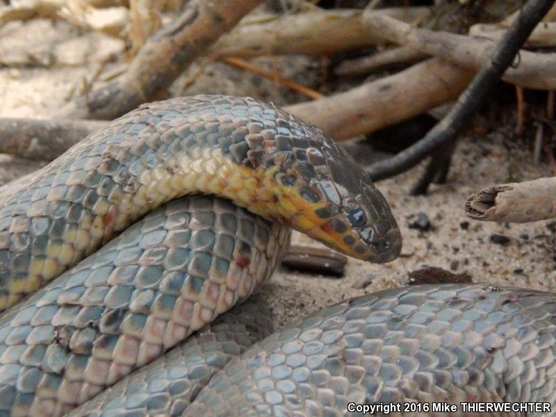 Common Rainbow Snake (Farancia erytrogramma erytrogramma)