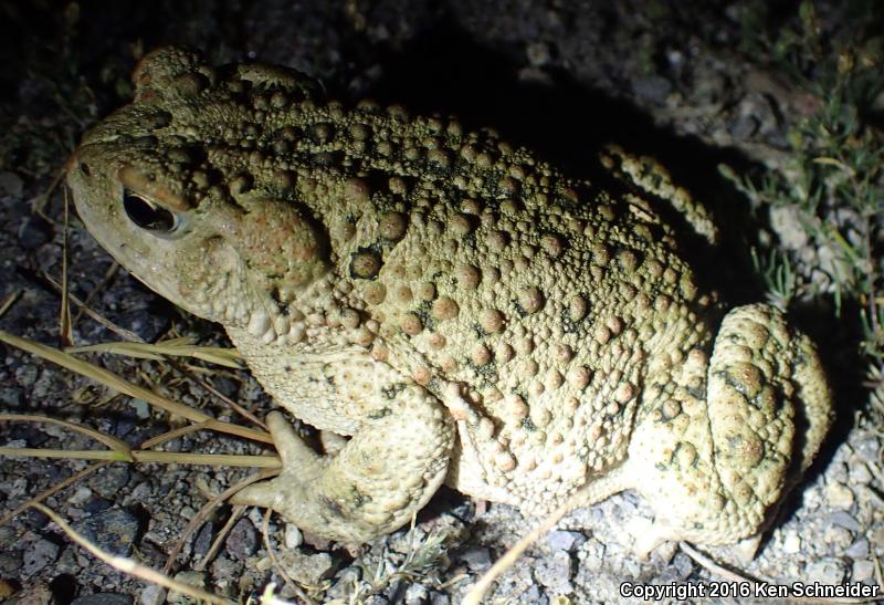 Western Toad (Anaxyrus boreas)