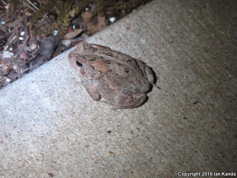 Dwarf American Toad (Anaxyrus americanus charlesmithi)