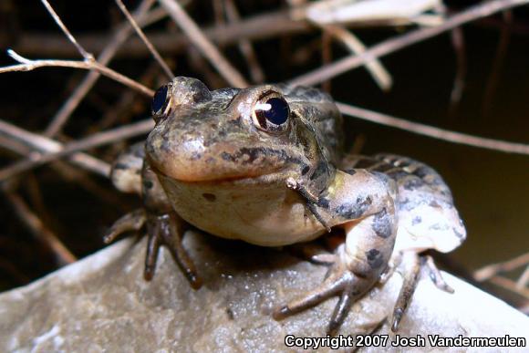 Northern Leopard Frog (Lithobates pipiens)