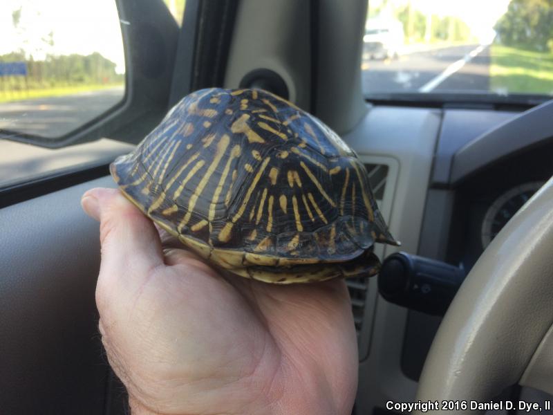 Florida Box Turtle (Terrapene carolina bauri)