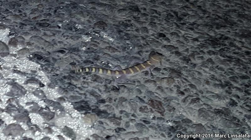 Texas Banded Gecko (Coleonyx brevis)